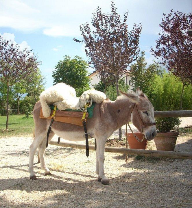 Locanda Dell'Asino D'Oro Villa Сулмона Екстериор снимка